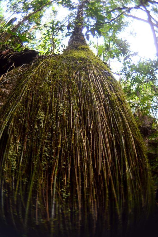 Ecolodge Las Nubes Chiapas La Fortuna Gallo Giro エクステリア 写真